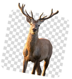 Decorative deer image