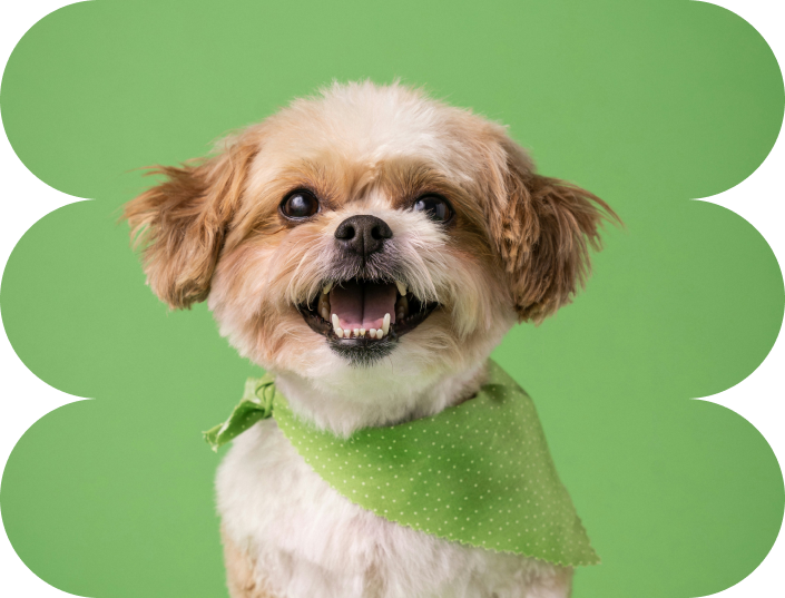 Original image with background